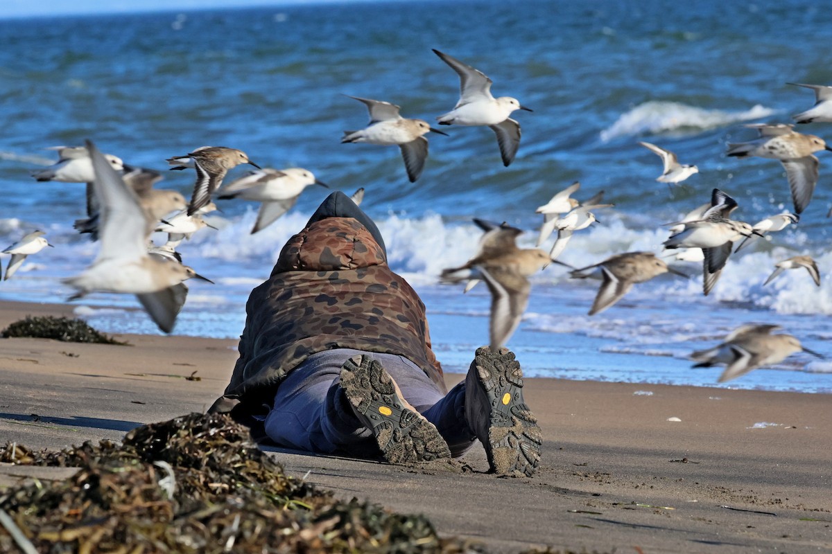 Dunlin - ML642300085