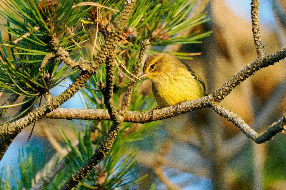 Palm Warbler (Yellow) - ML642300087