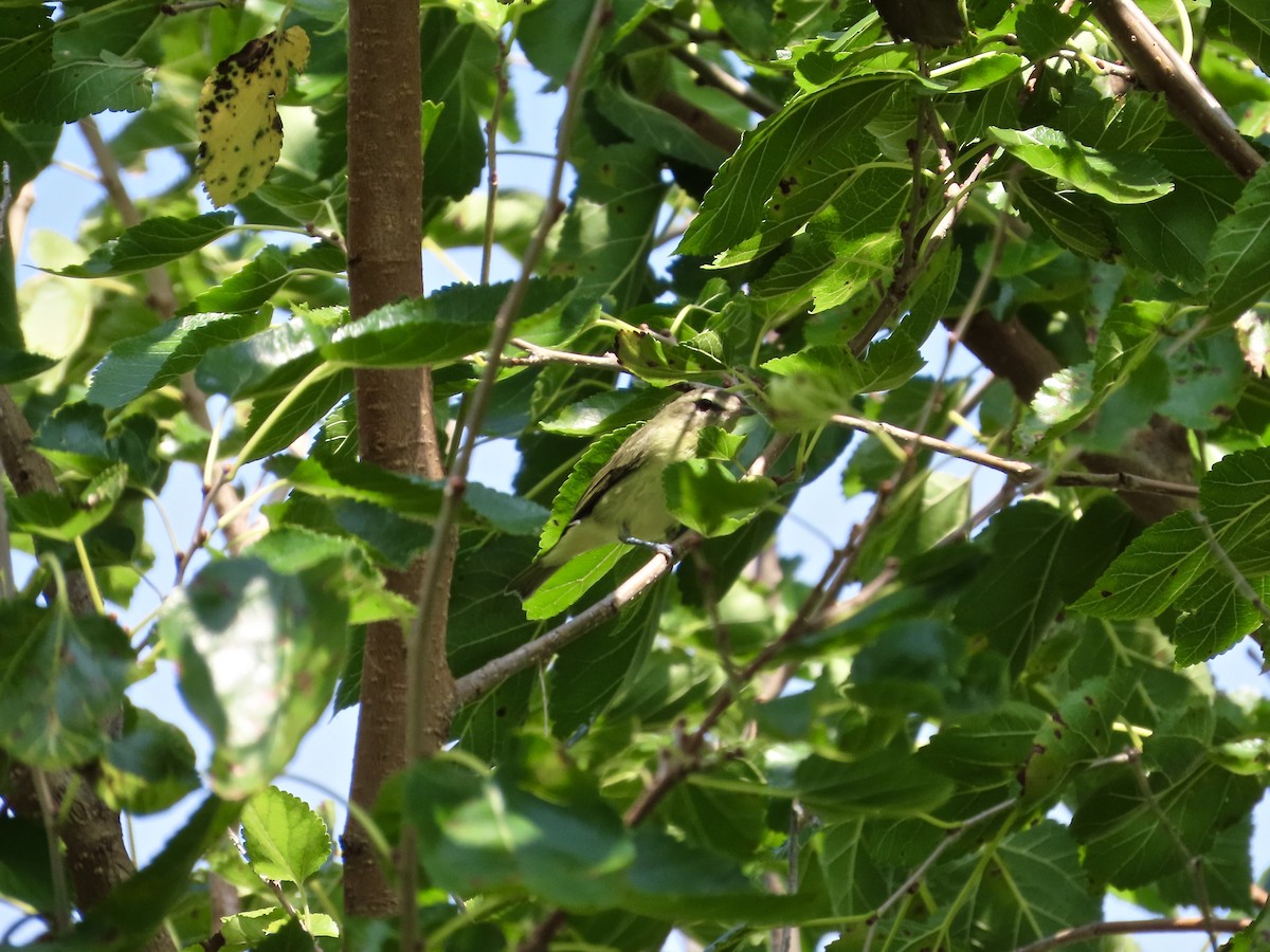 Philadelphia Vireo - ML642300088