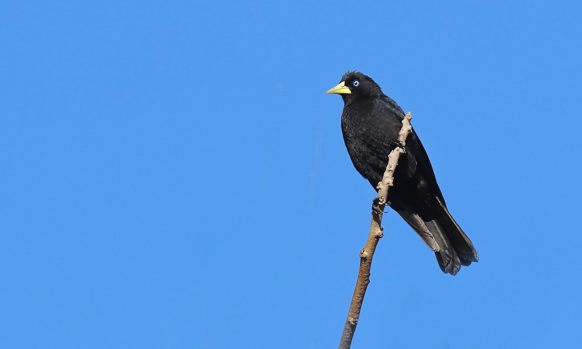 Red-rumped Cacique - ML642300089