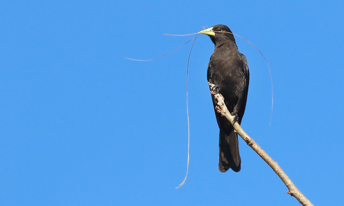 Red-rumped Cacique - ML642300090