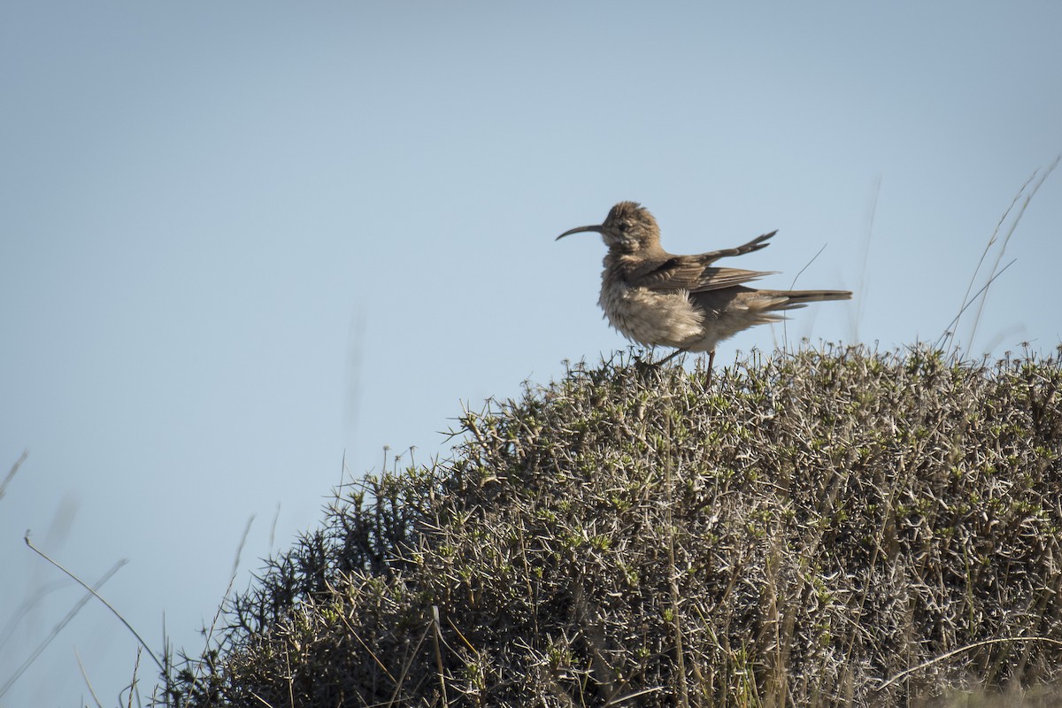 Scale-throated Earthcreeper - ML642300093
