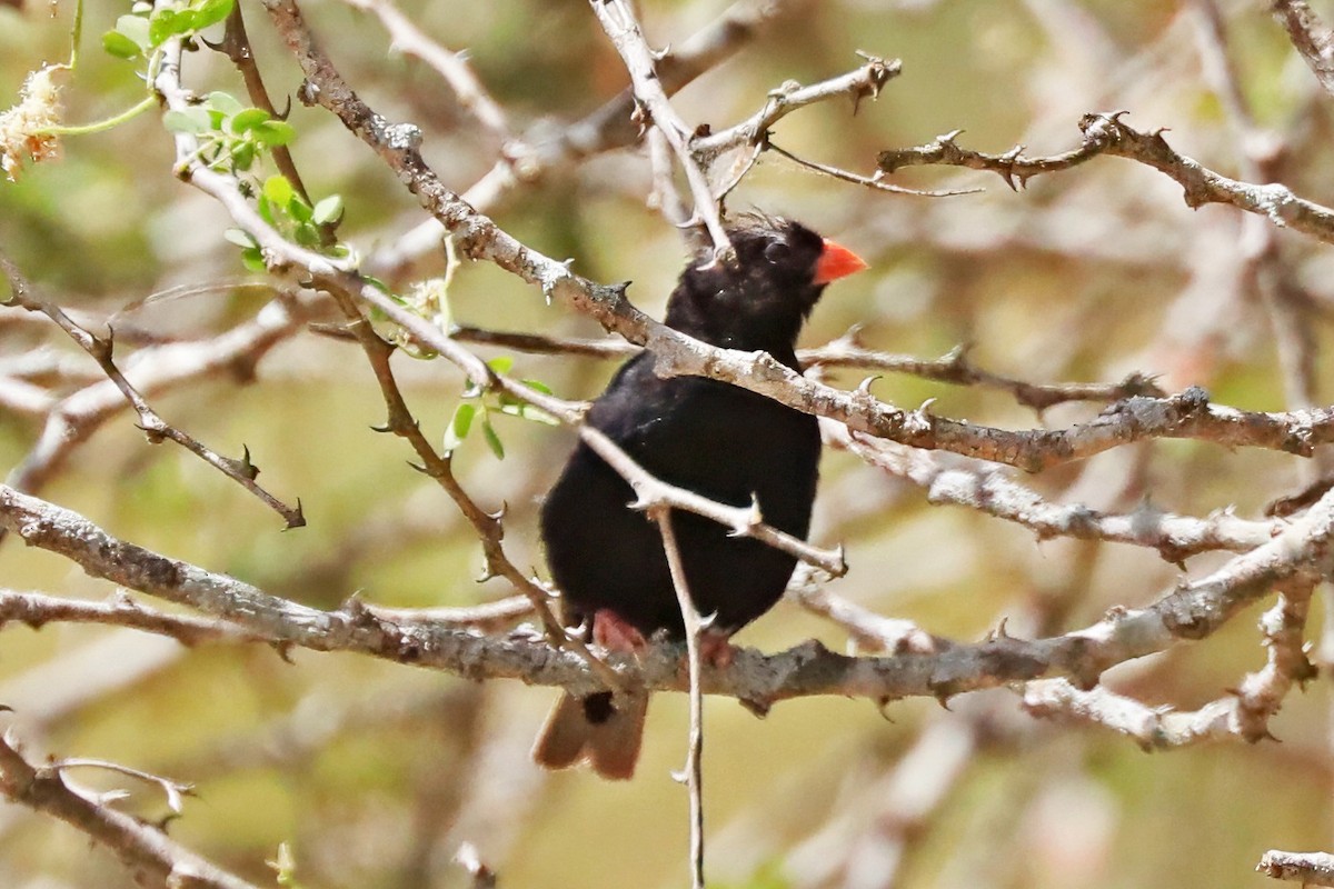 Village Indigobird - ML642300095