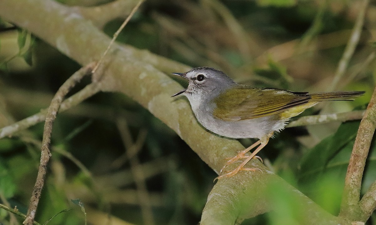 White-browed Warbler - ML642300096