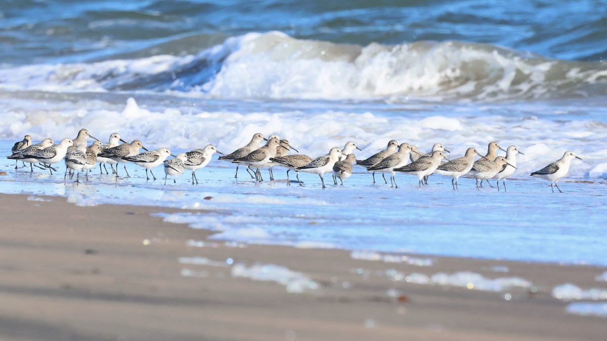 Sanderling - ML642300097
