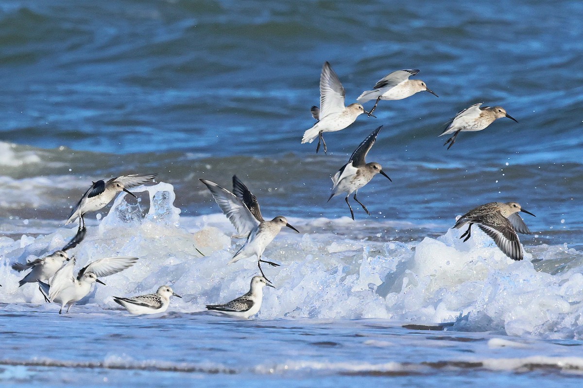 Sanderling - ML642300098