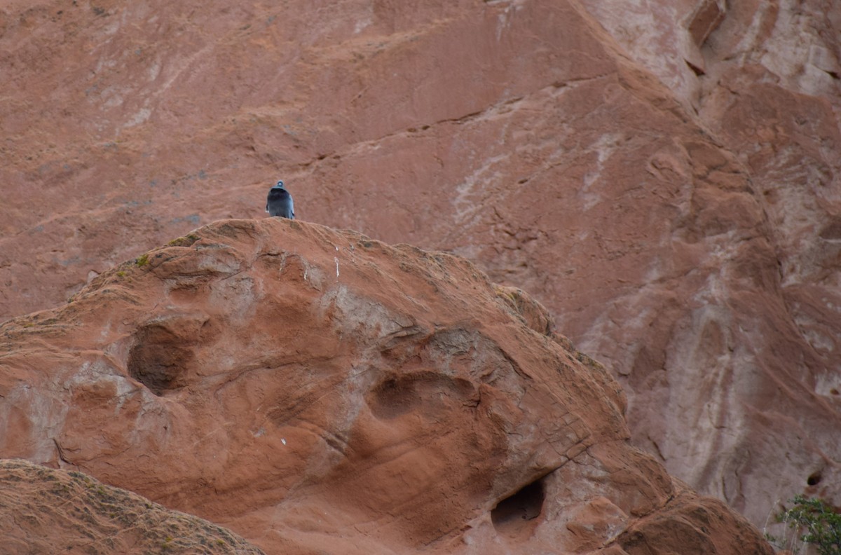 Rock Pigeon (Feral Pigeon) - ML642300099