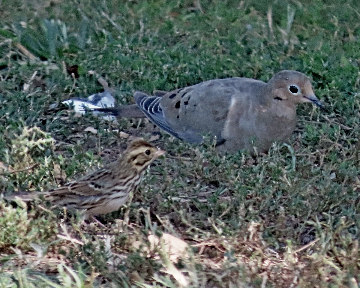 Mourning Dove - ML642300109