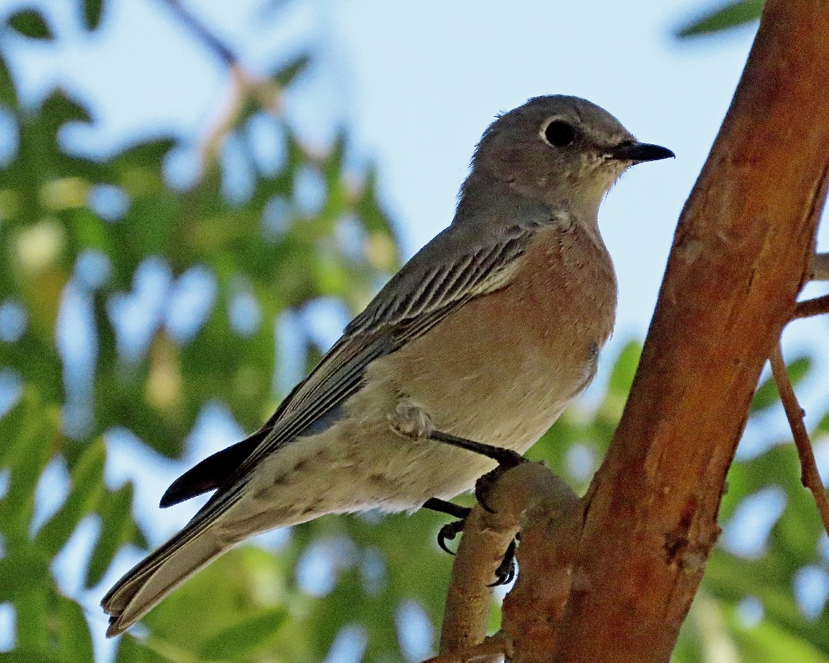 Western Bluebird - ML642300112
