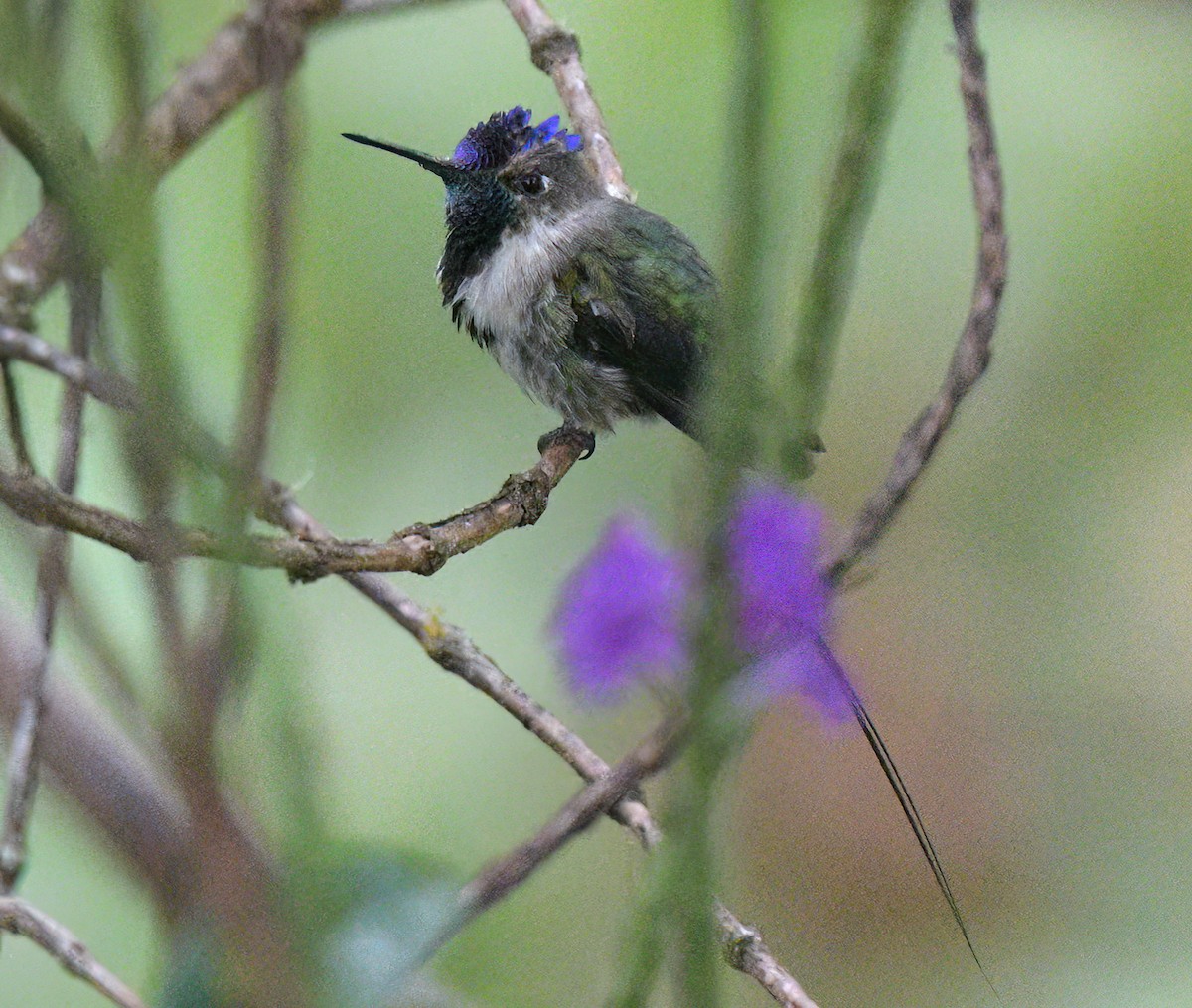 Muhteşem Kolibri - ML642300134