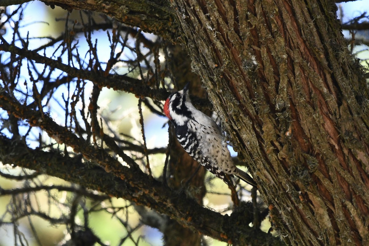 Nuttall's Woodpecker - ML642300170