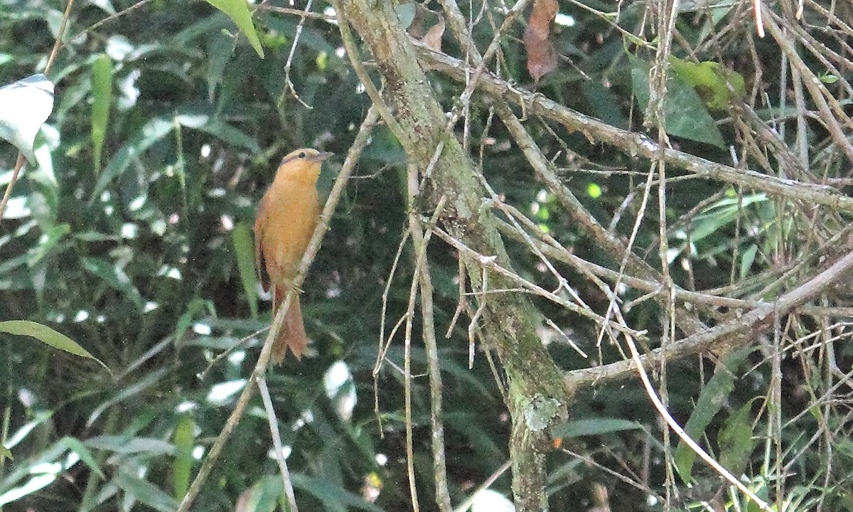 Buff-fronted Foliage-gleaner - ML642300182