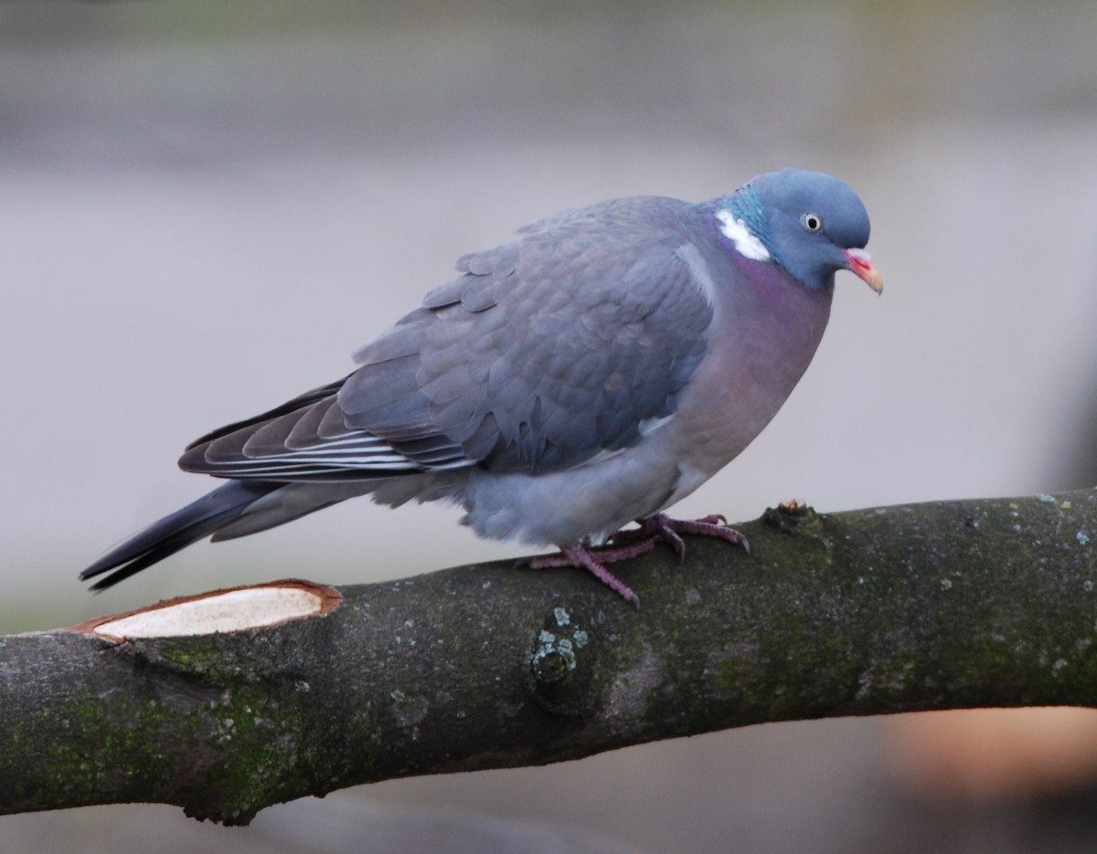 Common Wood-Pigeon - ML642300190
