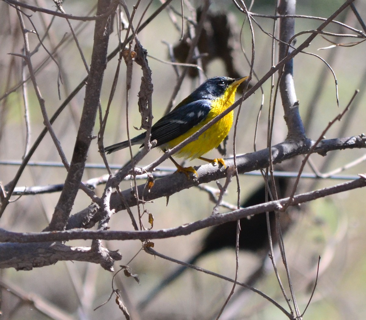 Tropical Parula - ML642300191