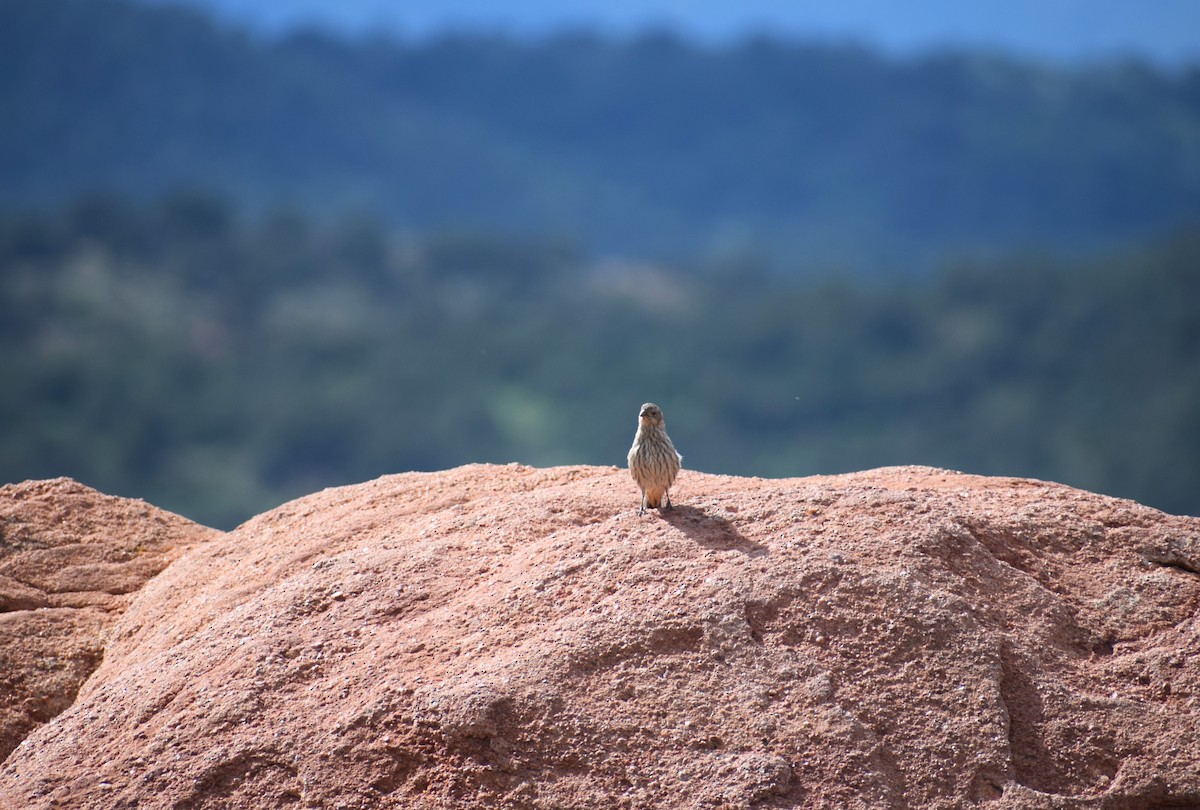 House Finch - ML642300193