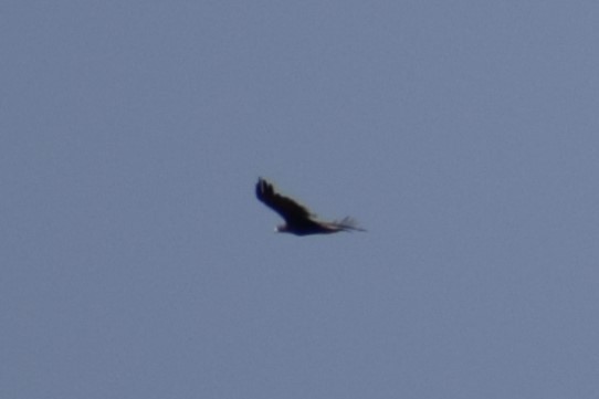 Aquila reale - ML642300217