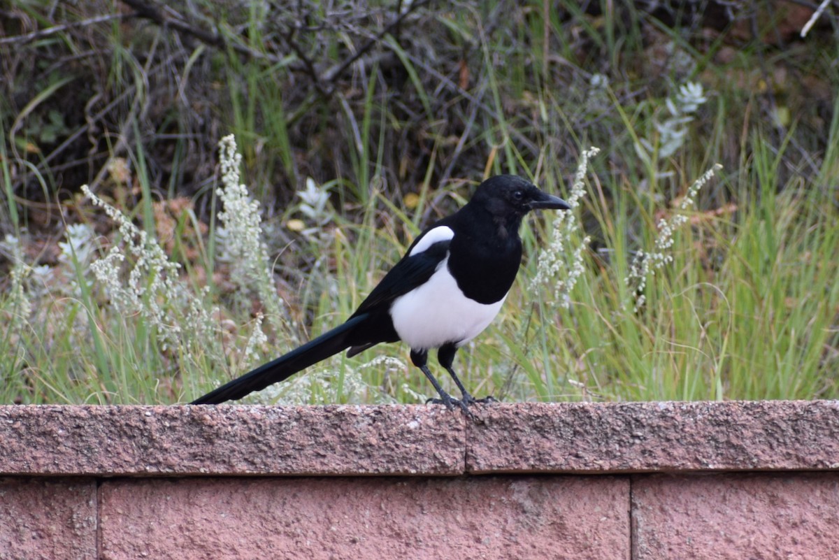 Black-billed Magpie - ML642300264