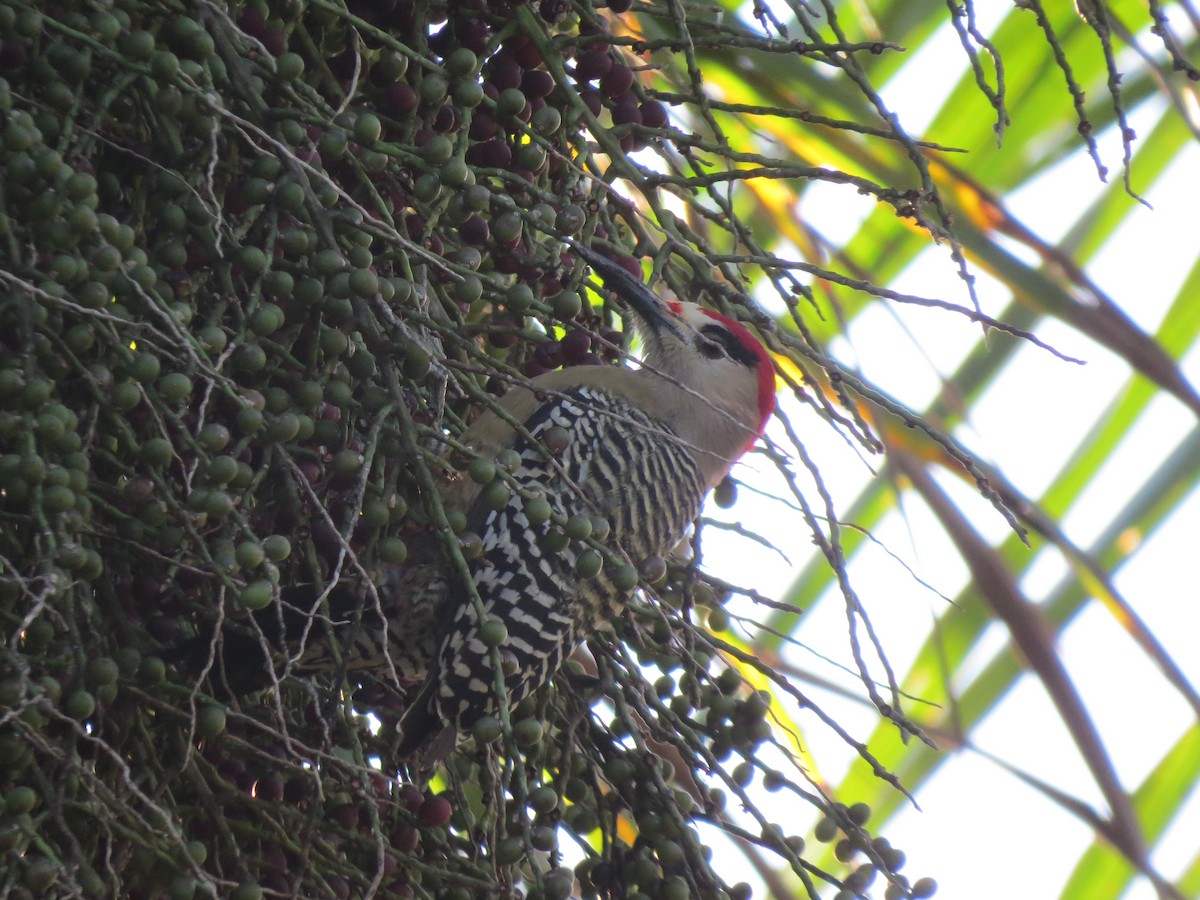 West Indian Woodpecker - ML642300290