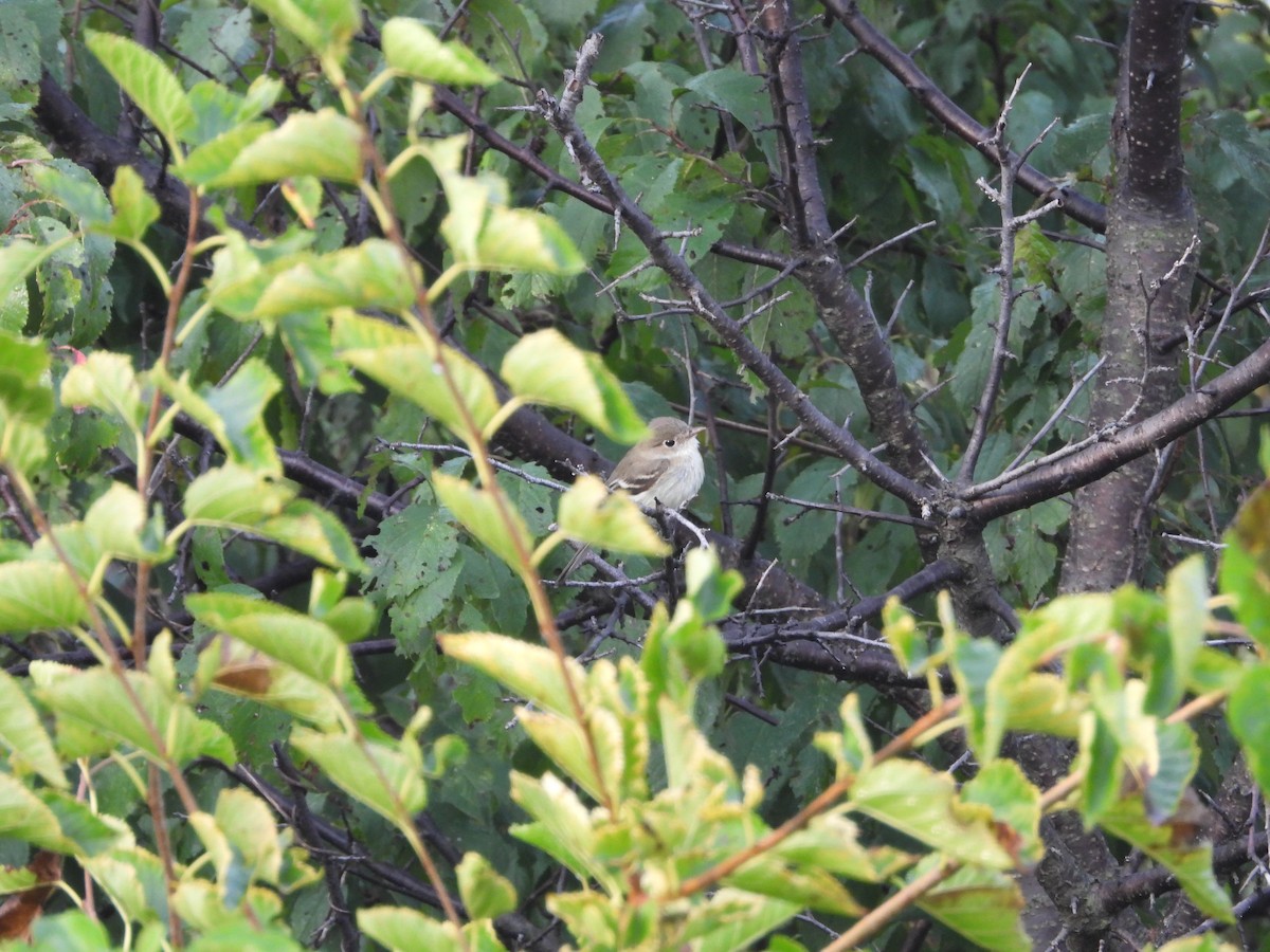 Least Flycatcher - ML642300291