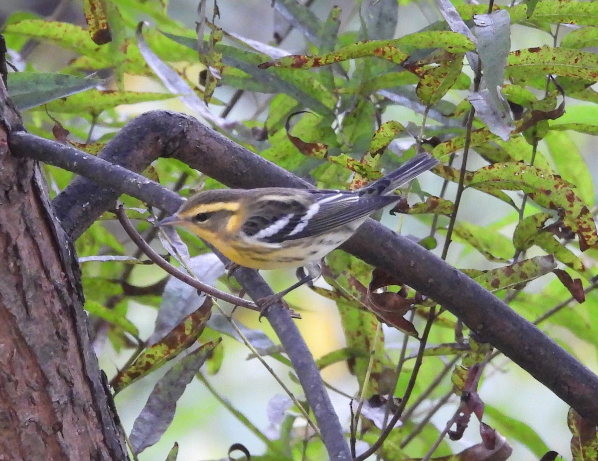 Blackburnian Warbler - ML642300294