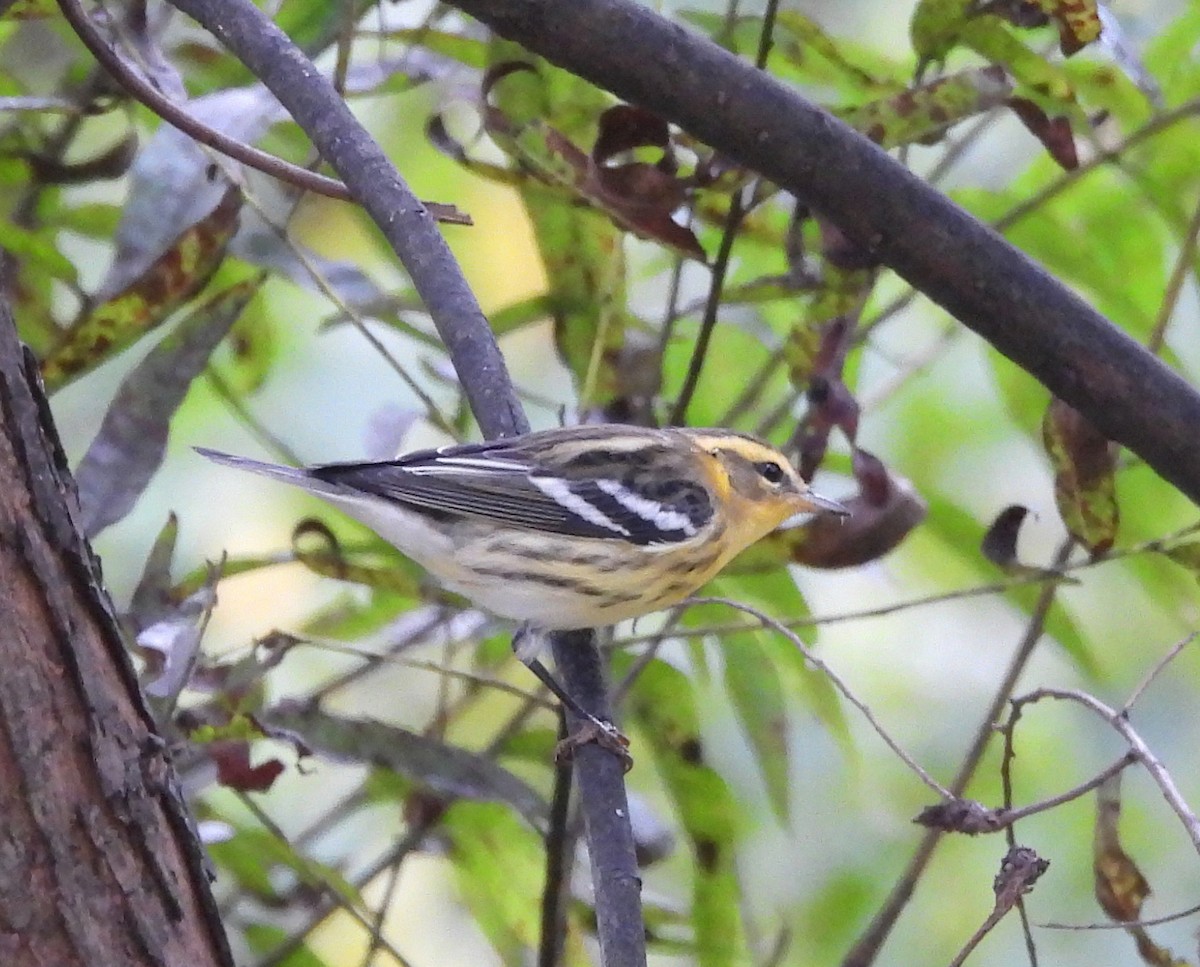 Blackburnian Warbler - ML642300295