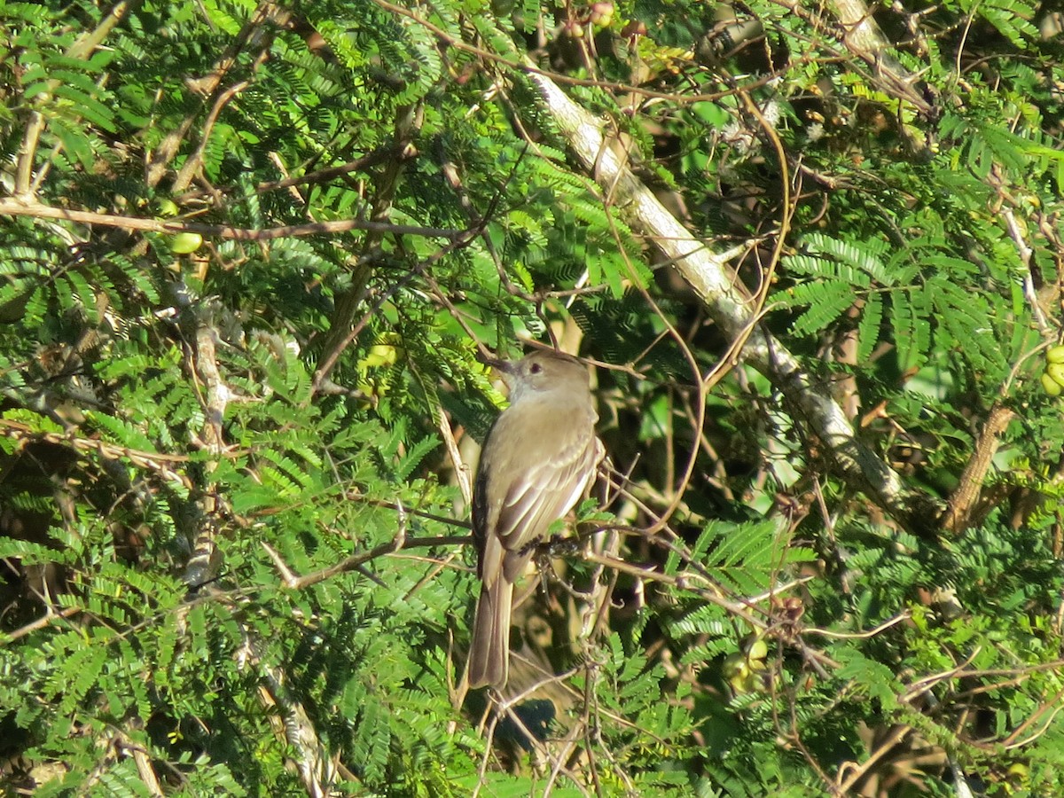 La Sagra's Flycatcher - ML642300296