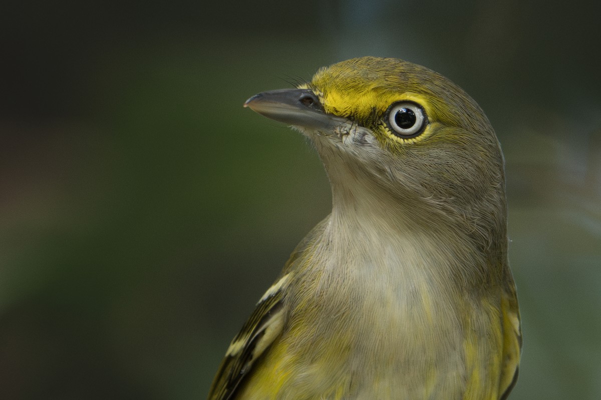White-eyed Vireo (White-eyed) - ML642300297