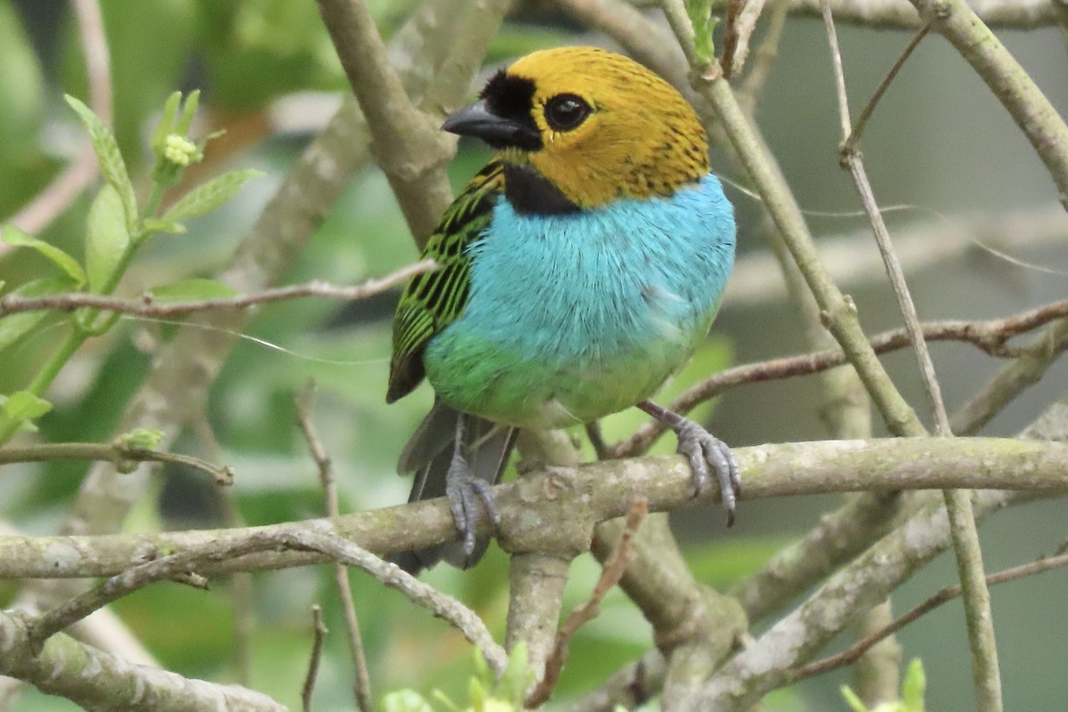 Gilt-edged Tanager - ML642300298