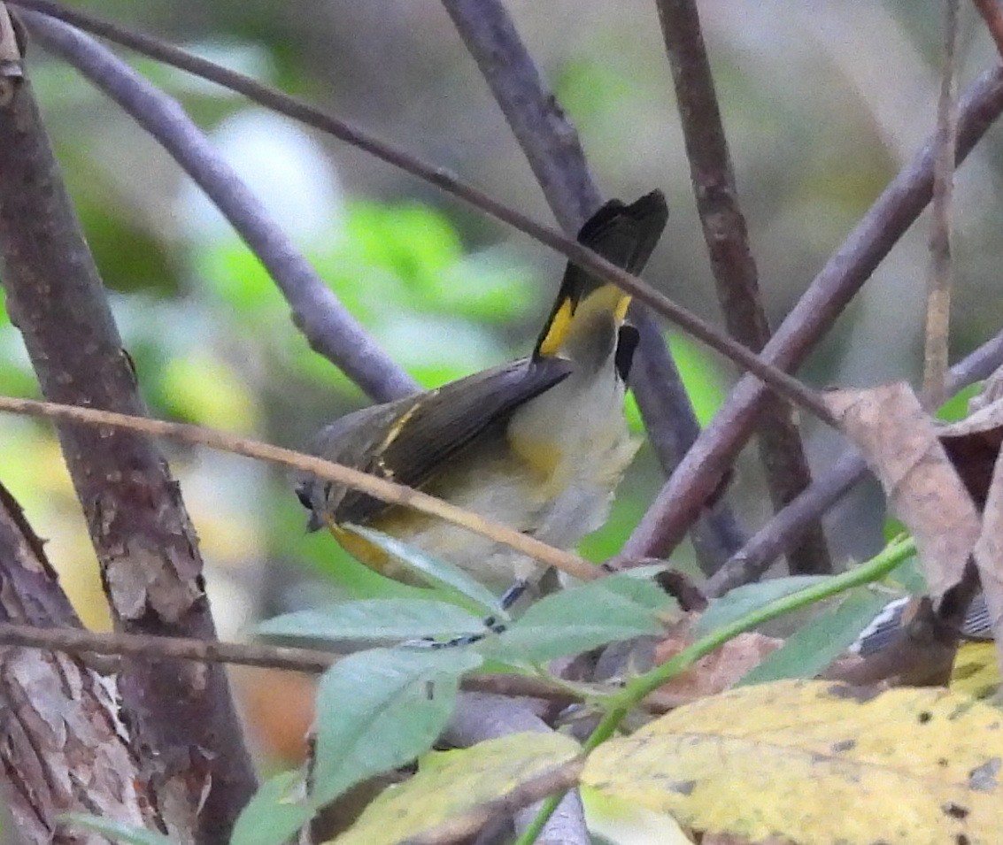 American Redstart - ML642300300