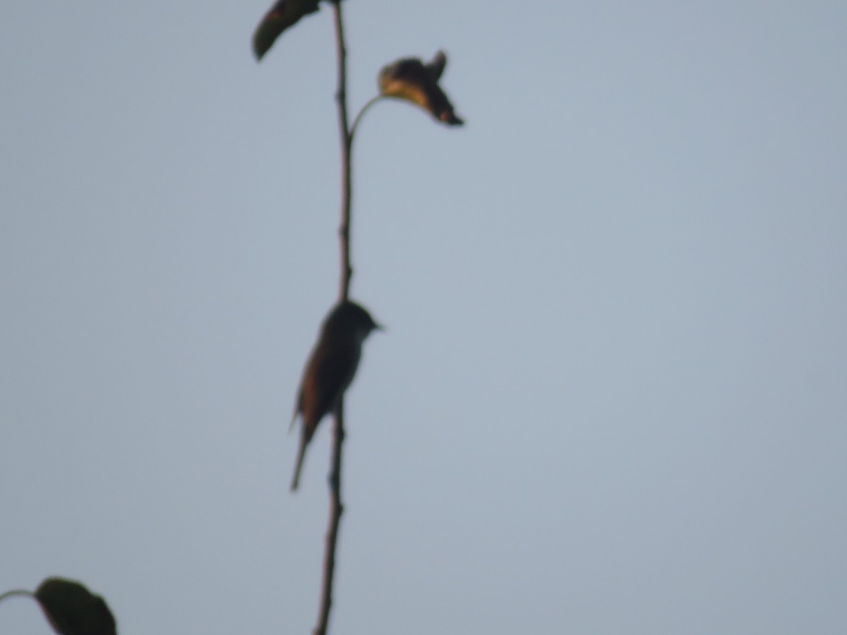 Empidonax sp. - ML642300301