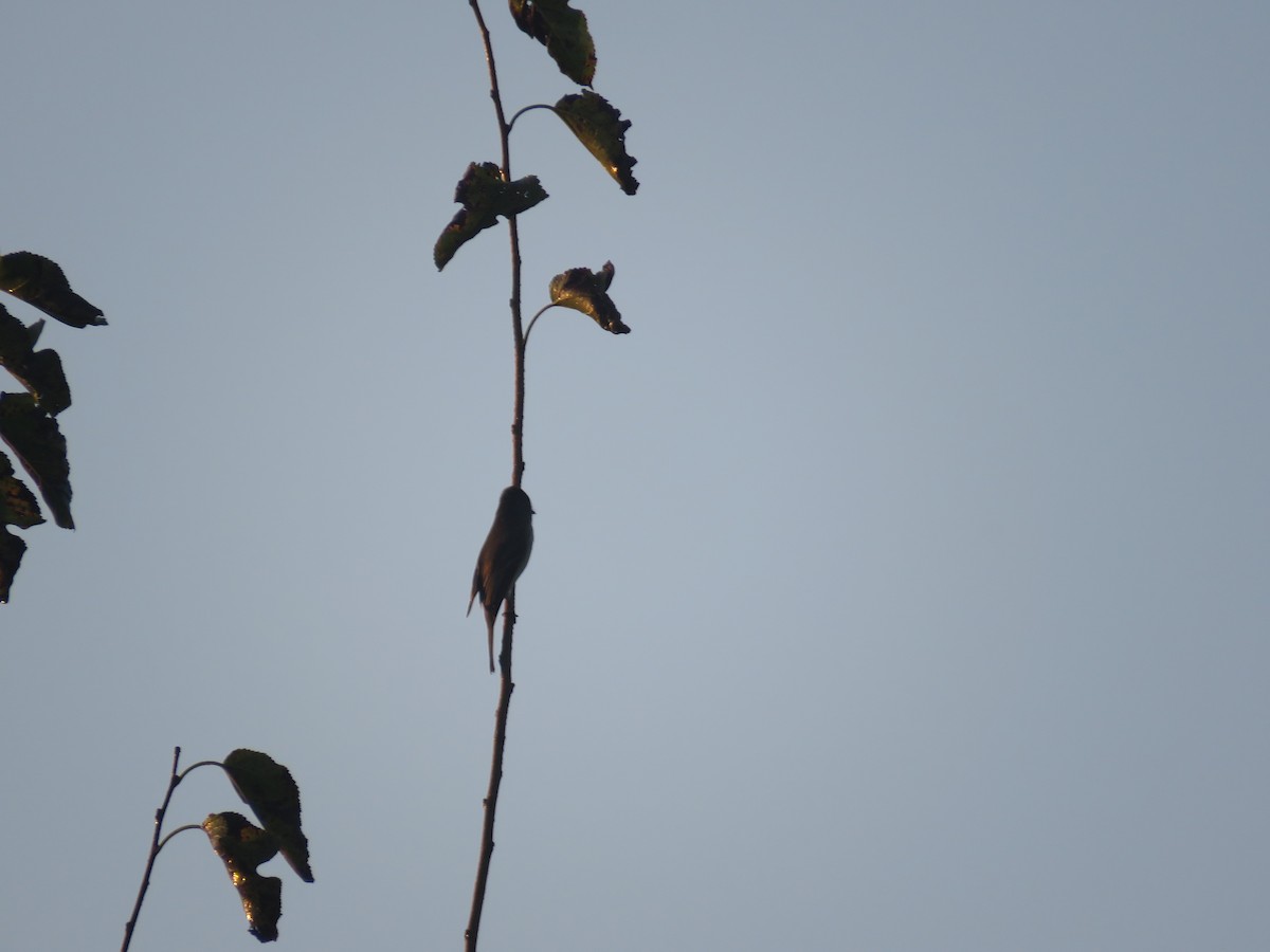 Empidonax sp. - ML642300302