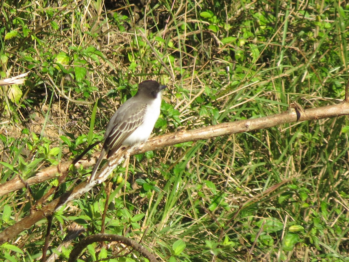 Loggerhead Kingbird - ML642300306