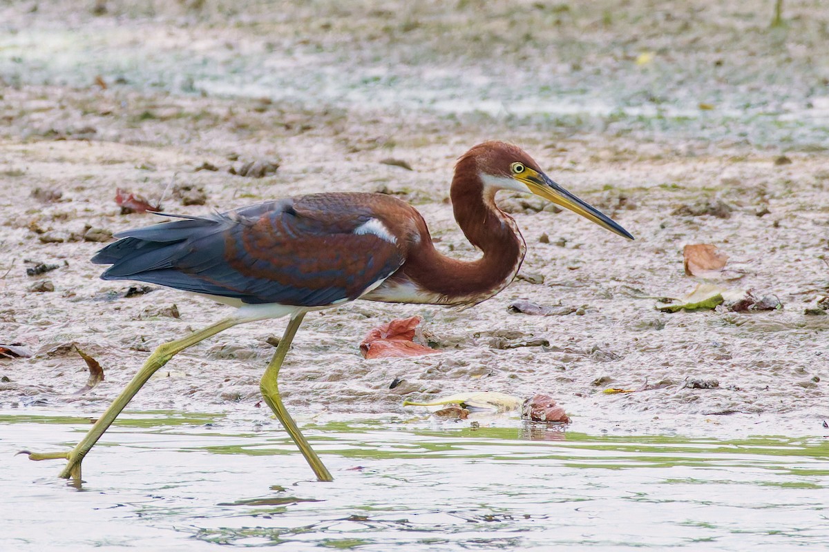 Tricolored Heron - ML642300310