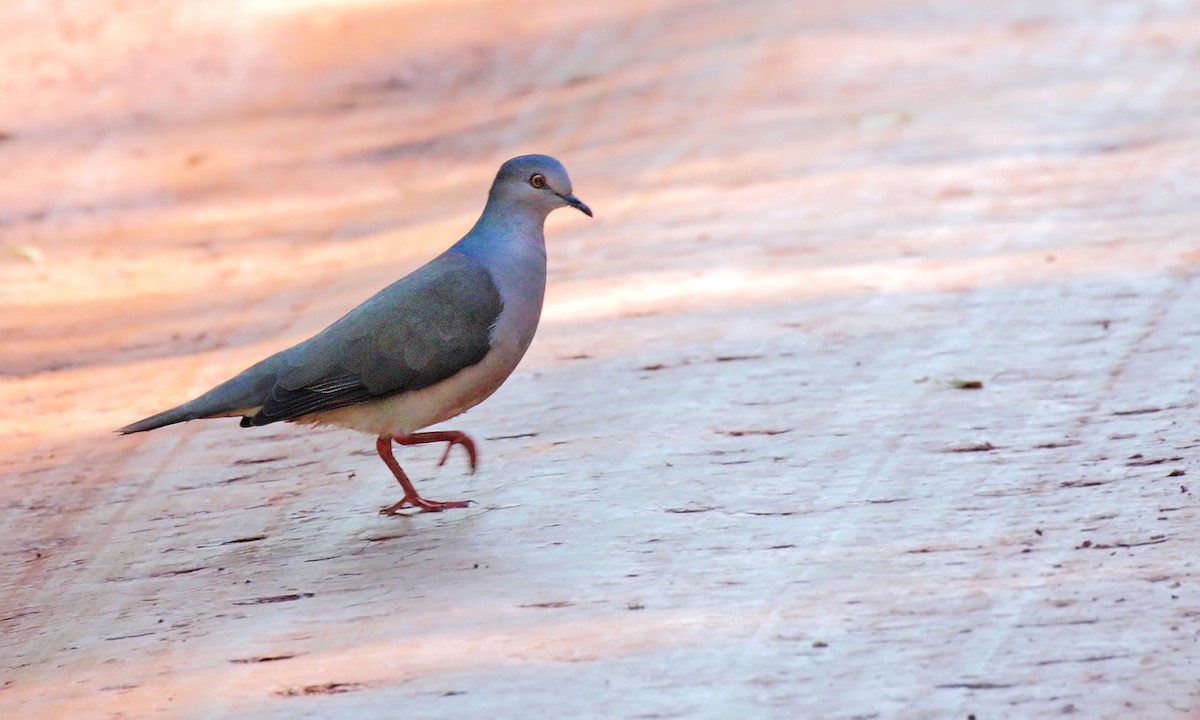 White-tipped Dove - ML642300315