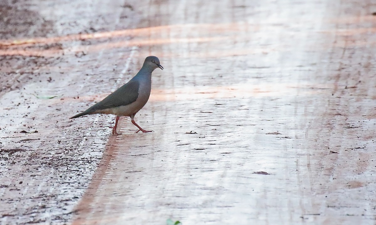 White-tipped Dove - ML642300316