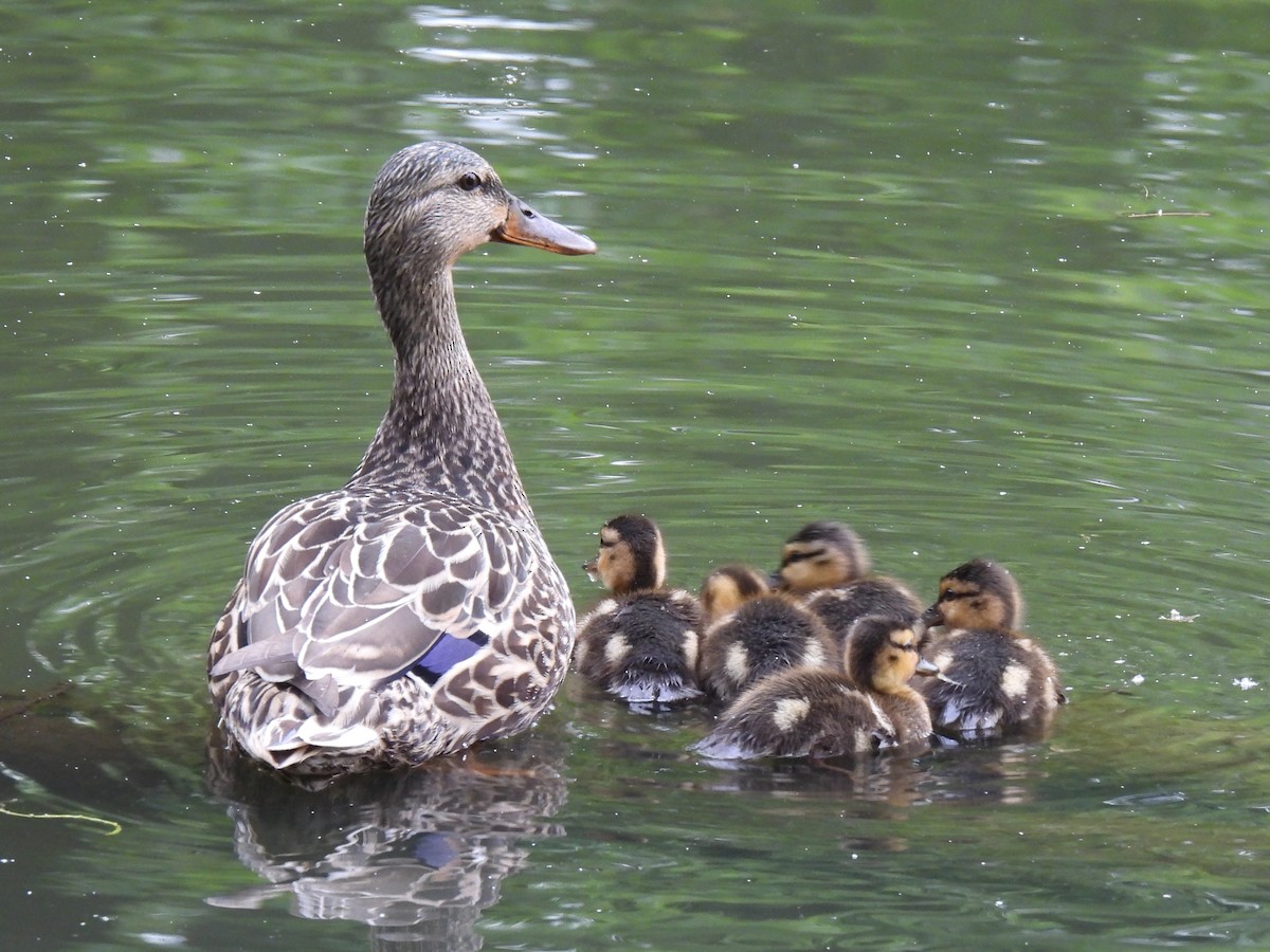 Mallard - ML642300317