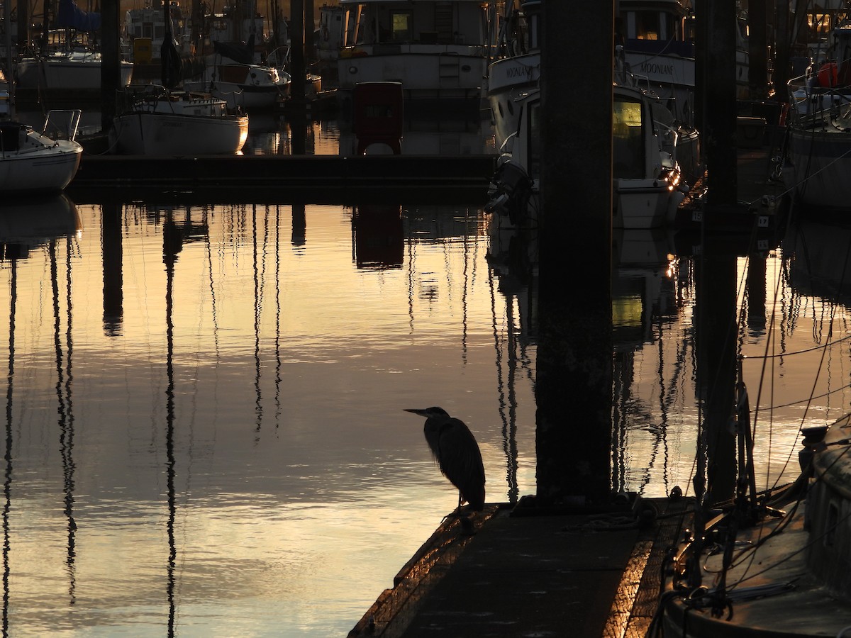 Great Blue Heron - ML642300318