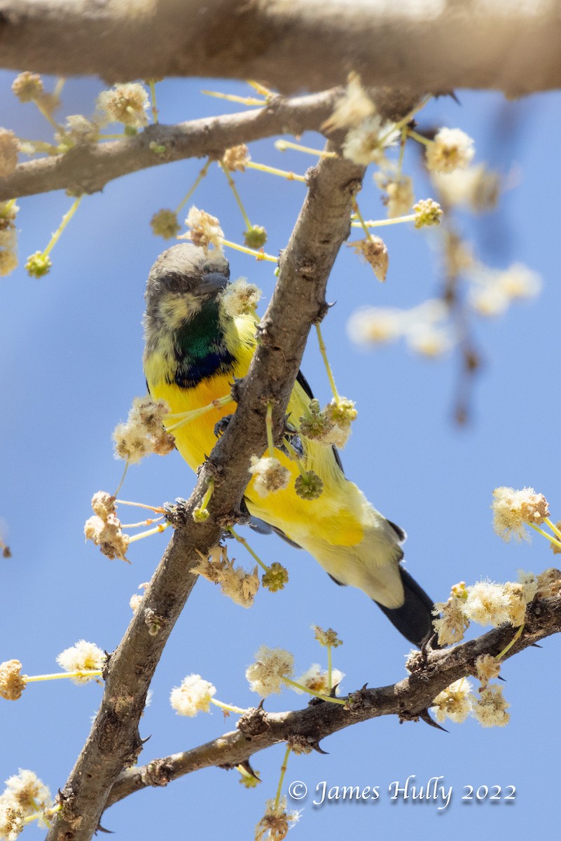 Nile Valley Sunbird - ML642300335