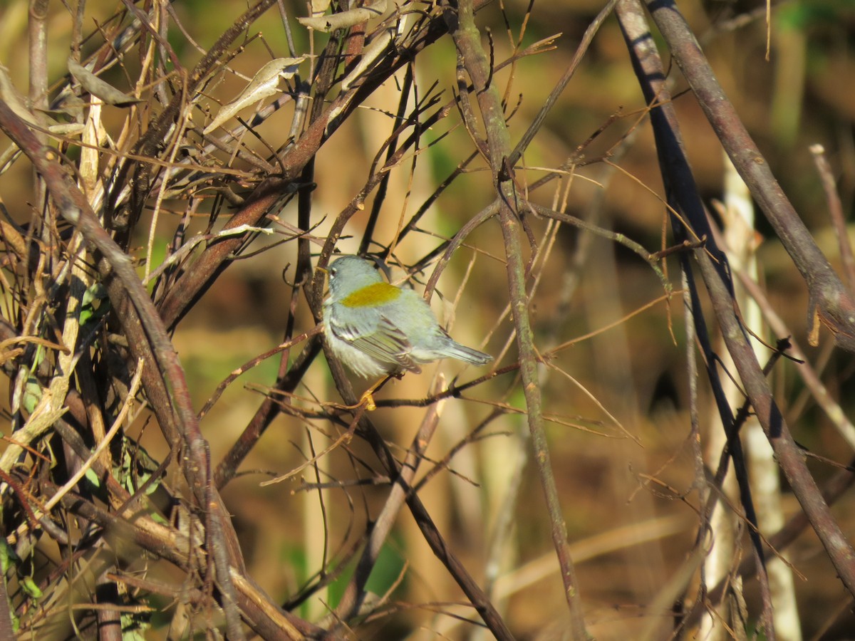 Northern Parula - ML642300342