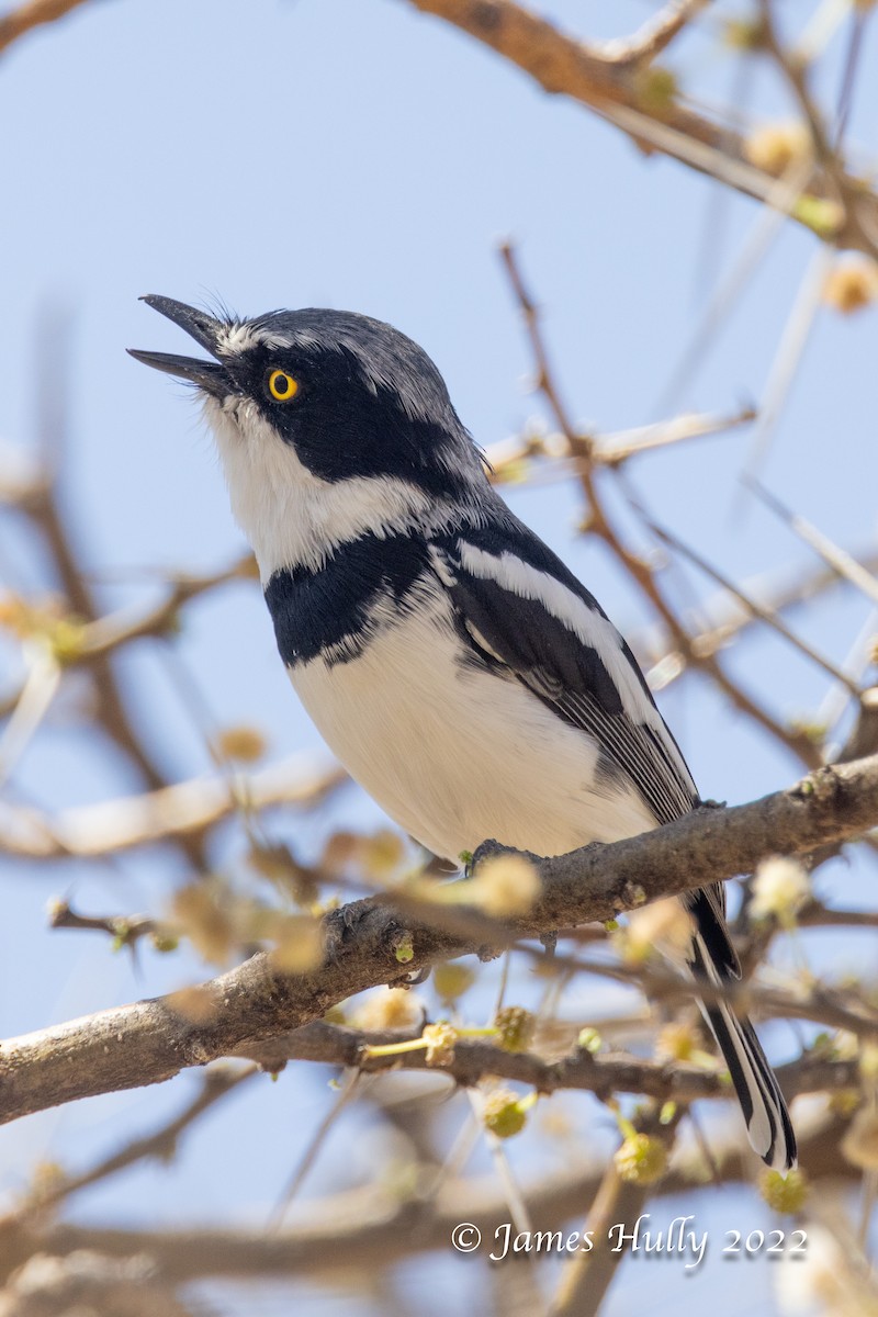 Gray-headed Batis - ML642300348
