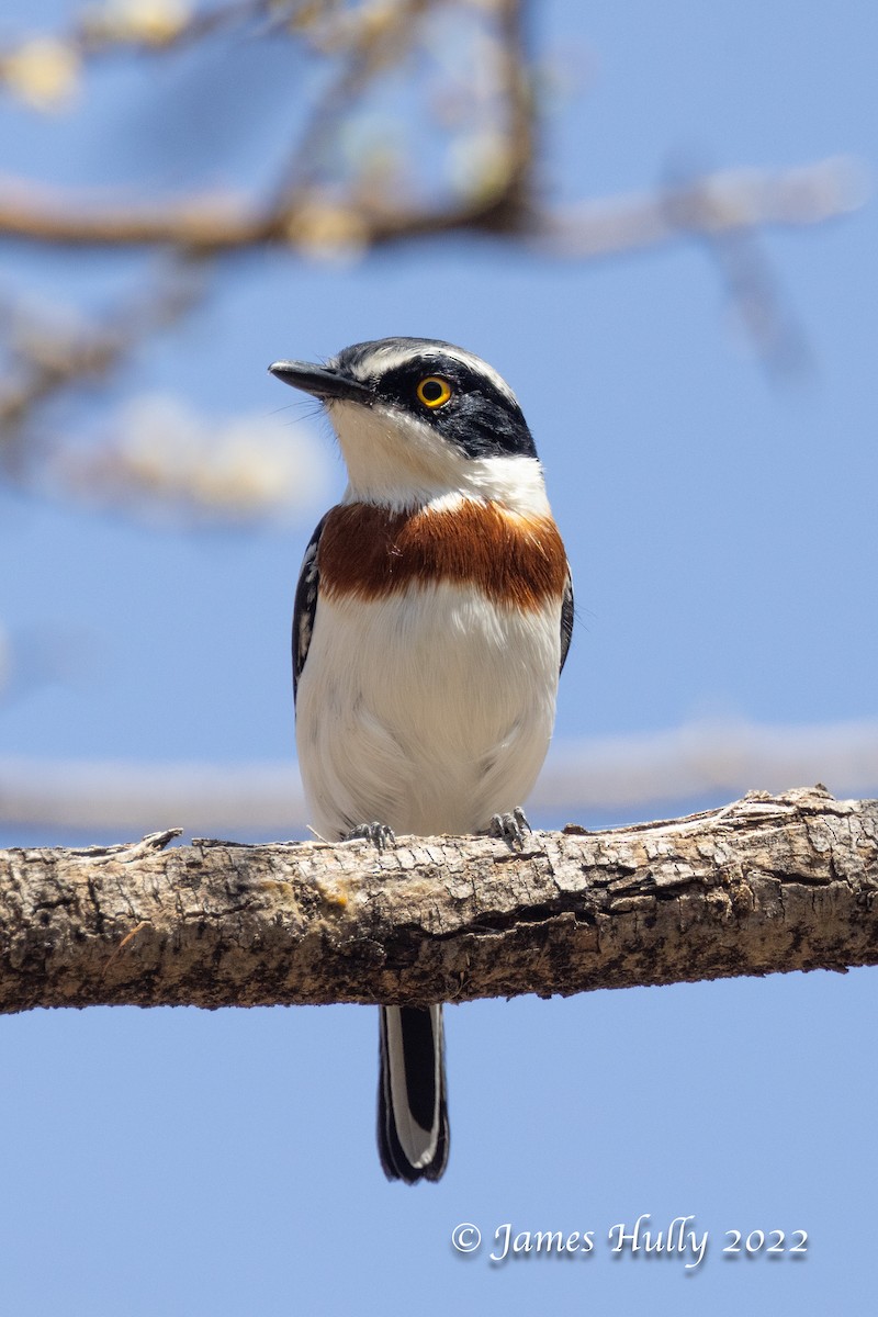 Gray-headed Batis - ML642300349