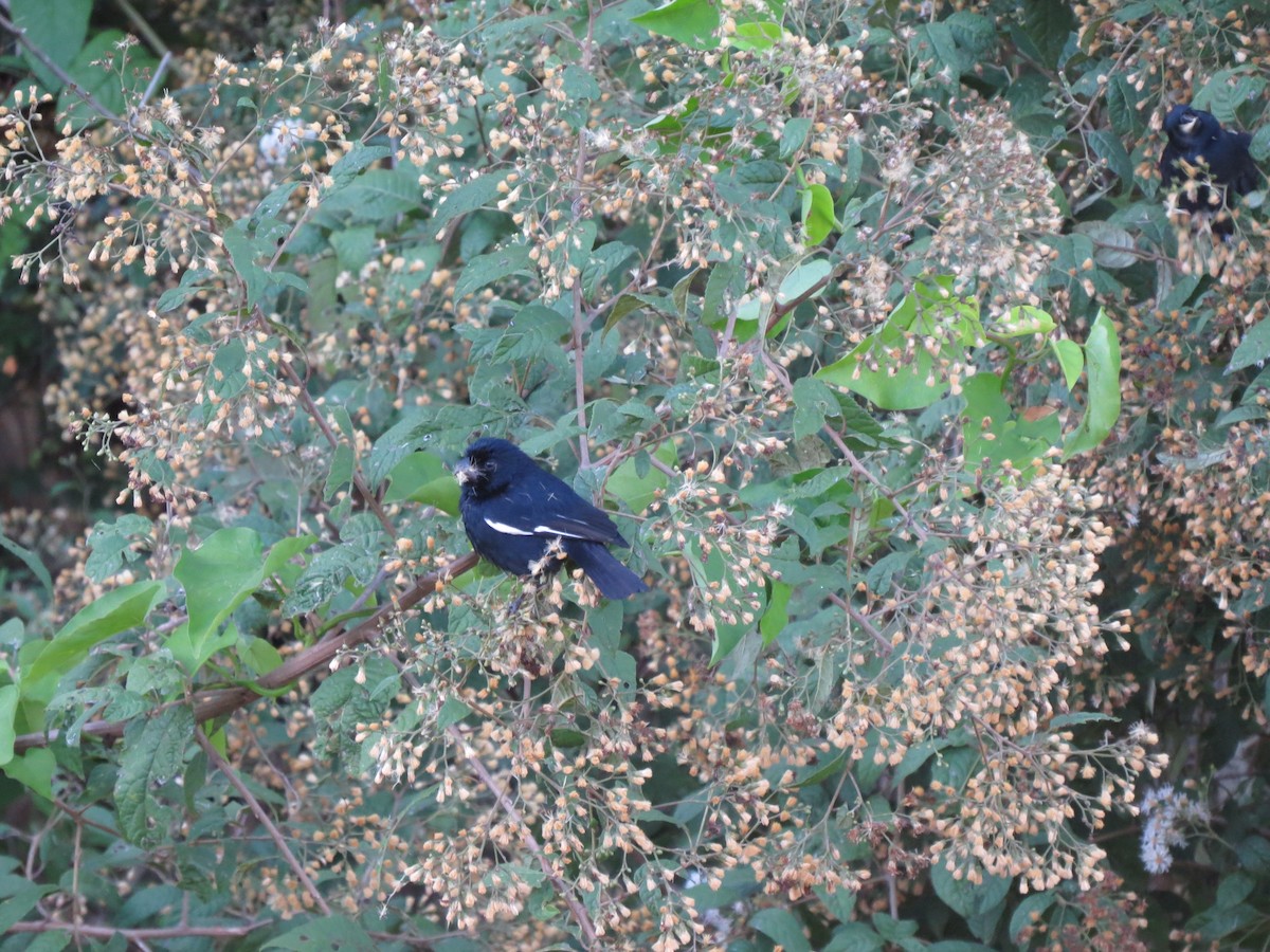 Cuban Bullfinch - ML642300359