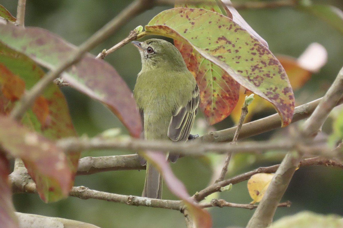 Rough-legged Tyrannulet - ML642300361