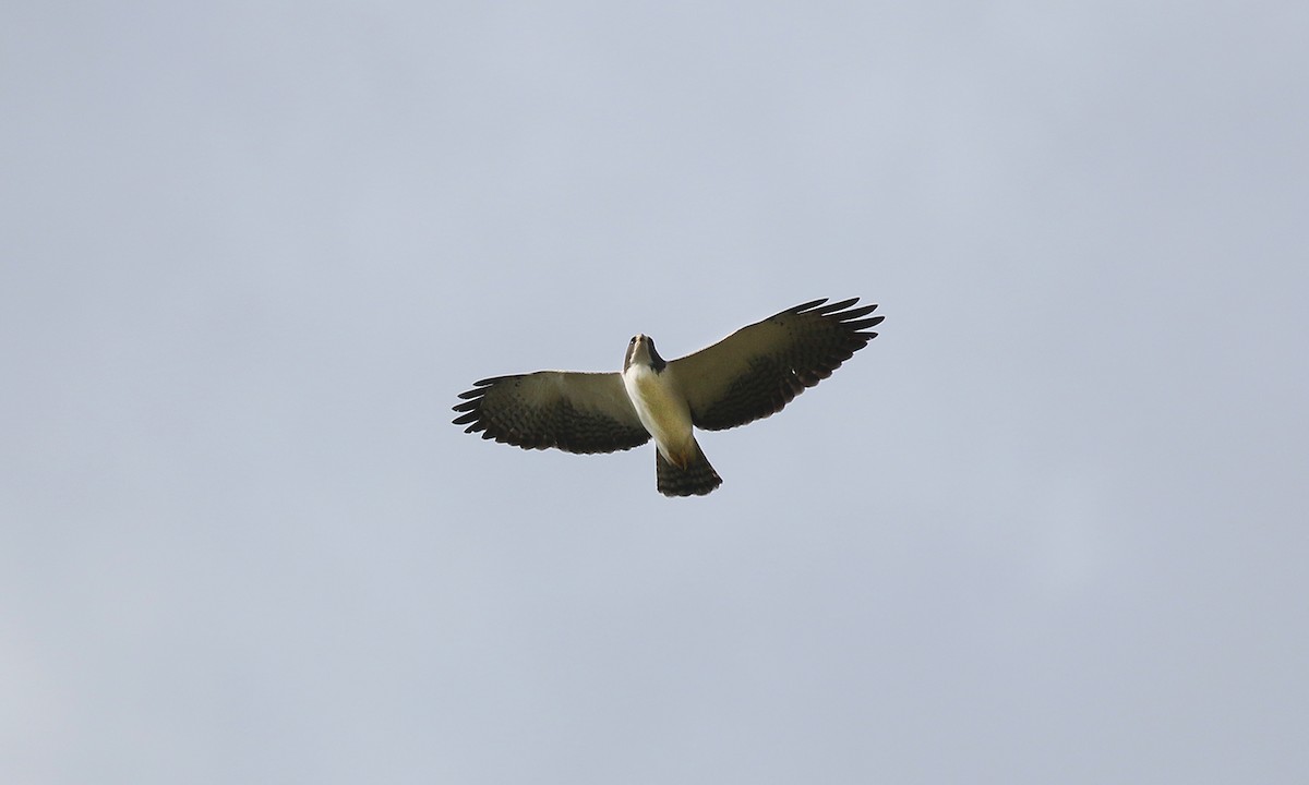Short-tailed Hawk - ML642300369