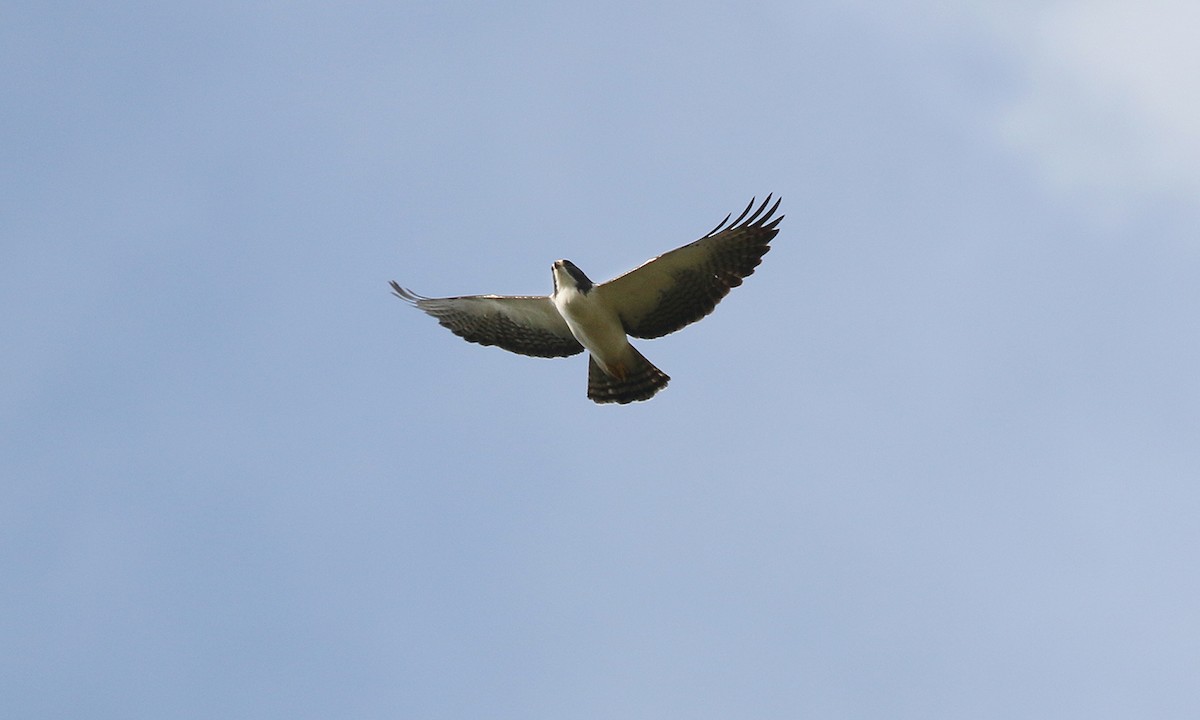Short-tailed Hawk - ML642300370