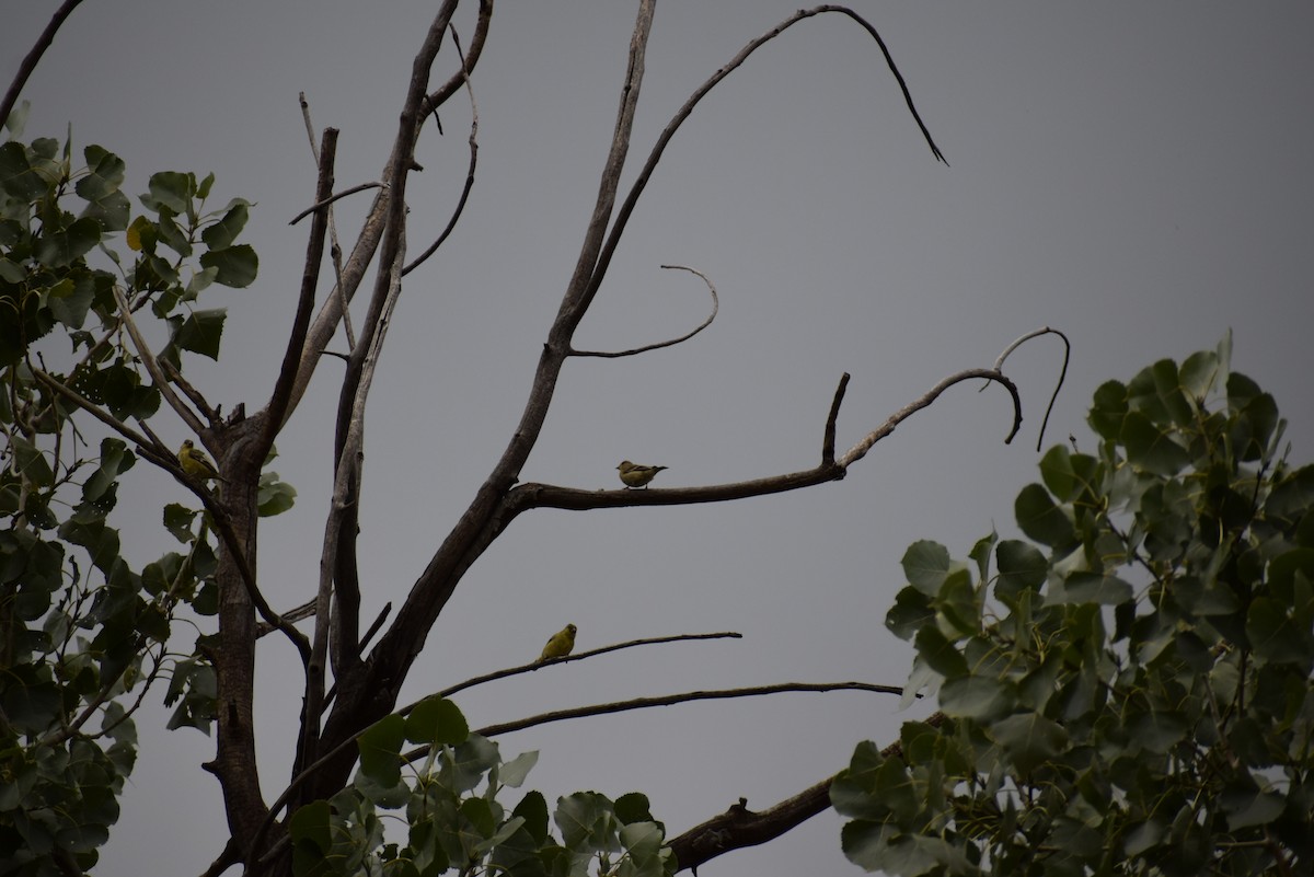 Lesser Goldfinch - ML642300374