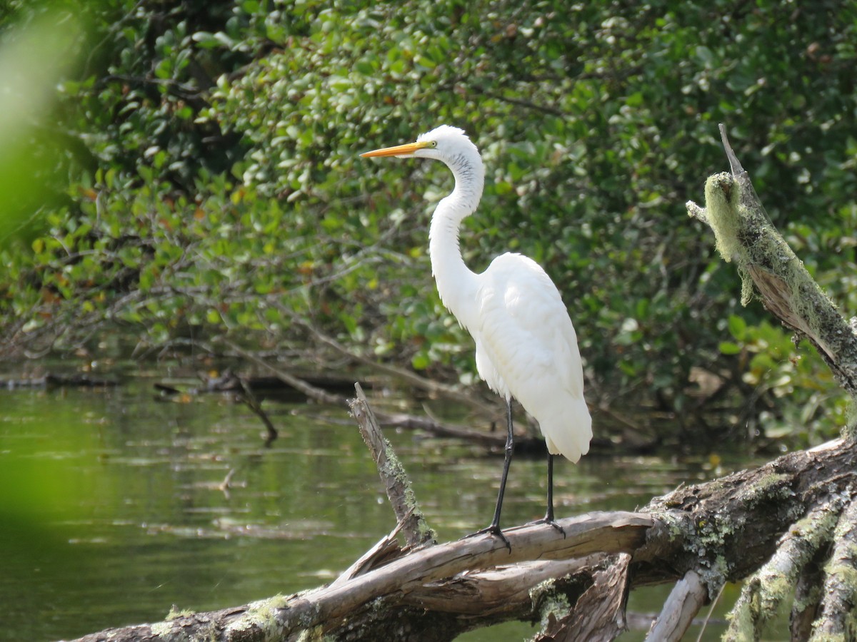 Great Egret - ML642300375