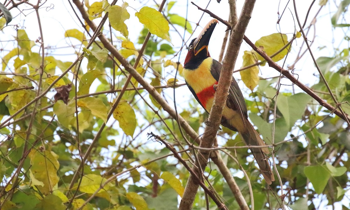 Chestnut-eared Aracari - ML642300376