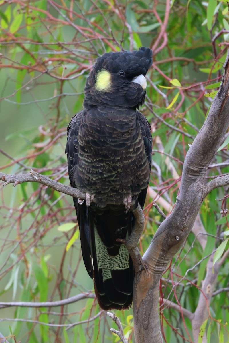 Yellow-tailed Black-Cockatoo - ML642300378