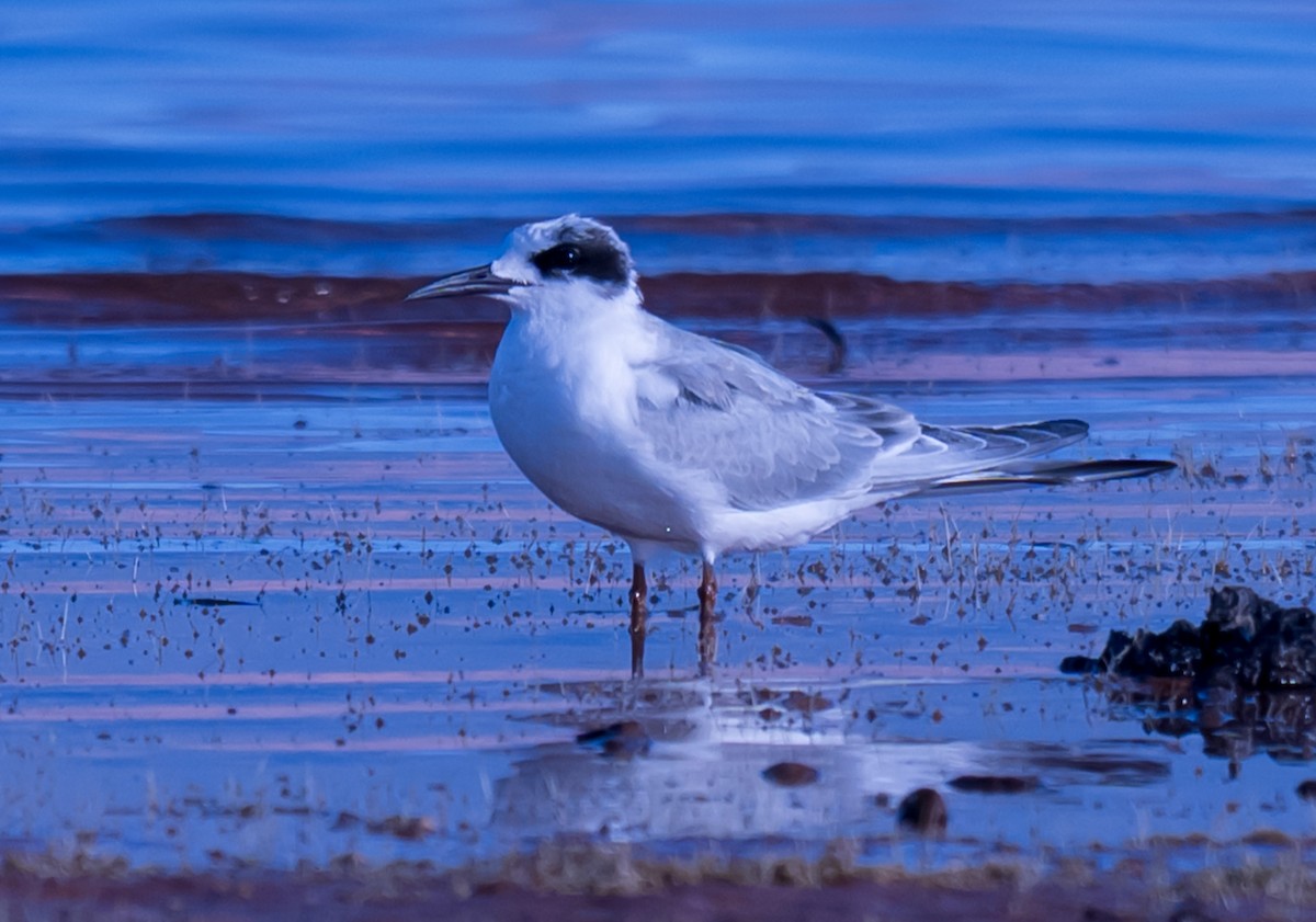 Forster's Tern - ML642300383